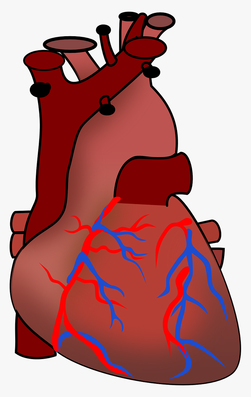 Human Heart Clipart - Animals Including Humans Year 6, HD Png Download