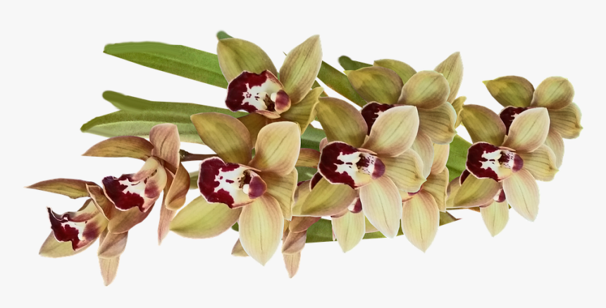 Orchids Of The Philippines, HD Png Download