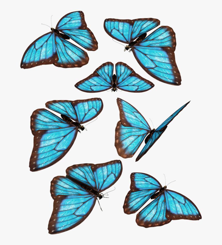 Group Of Blue Butterfly, HD Png Download