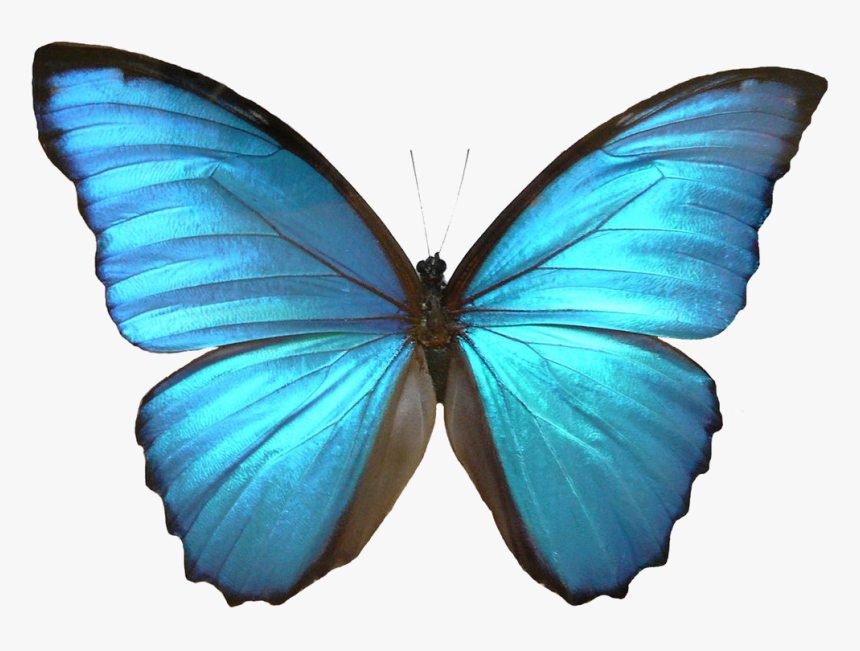 Blue Butterfly Transparent - Blue Morpho Butterfly Clip Art, HD Png Download