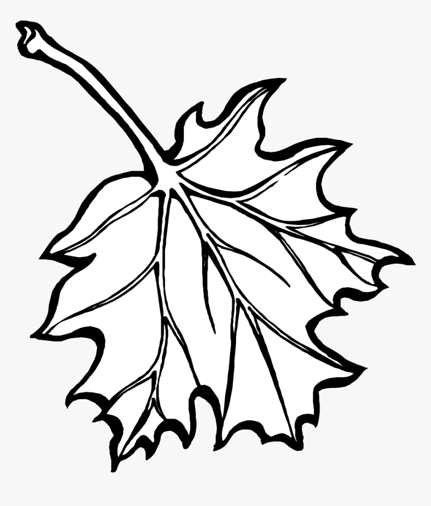 Transparent Fall Leaf Sketch, HD Png Download