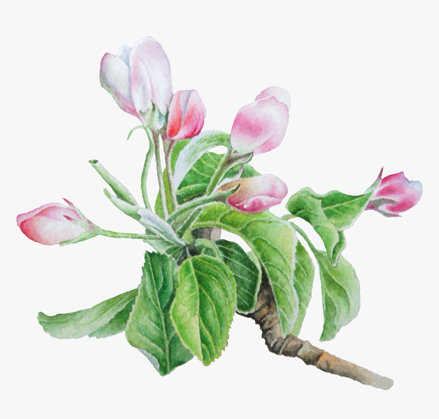 Hand Painted Pale Pink Flower Png Transparent - Tulip, Png Download