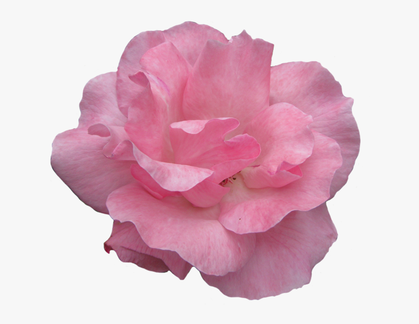 Pink Rose Clipart Garden - Garden Roses, HD Png Download