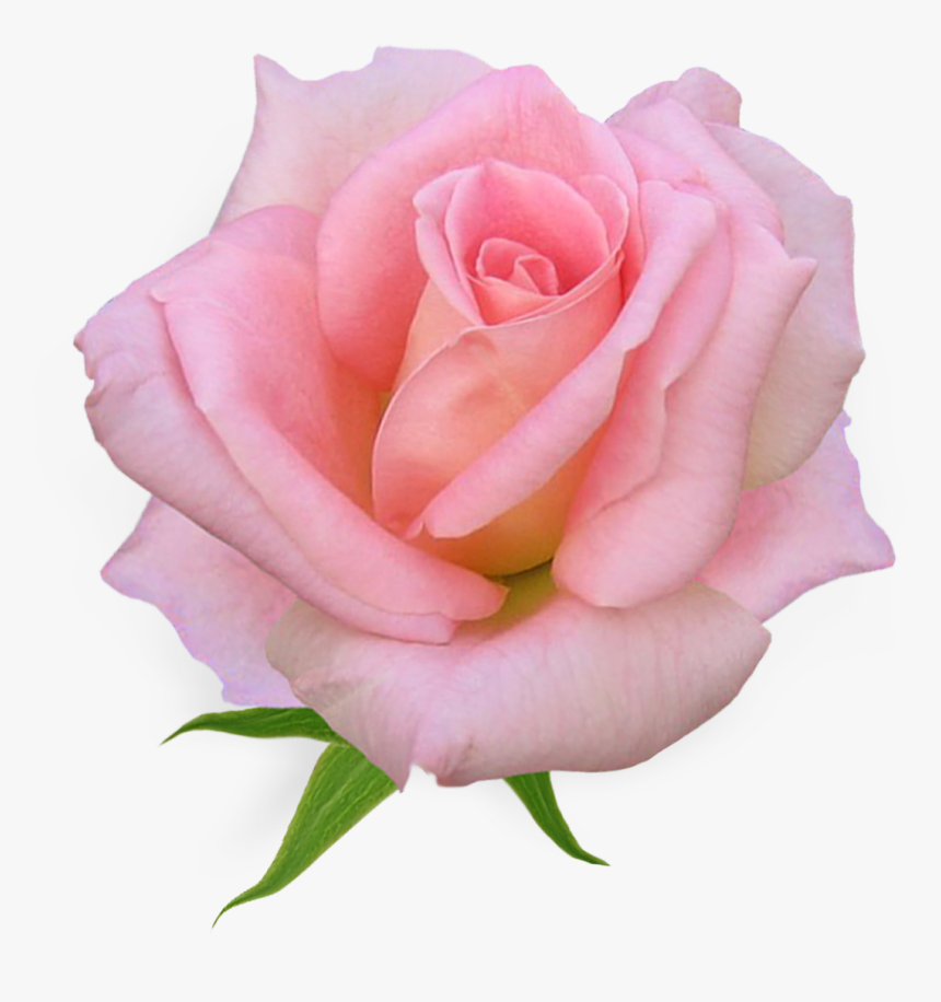 Pink Rose Clipart Pink Flower - Flower Rose Pink, HD Png Download
