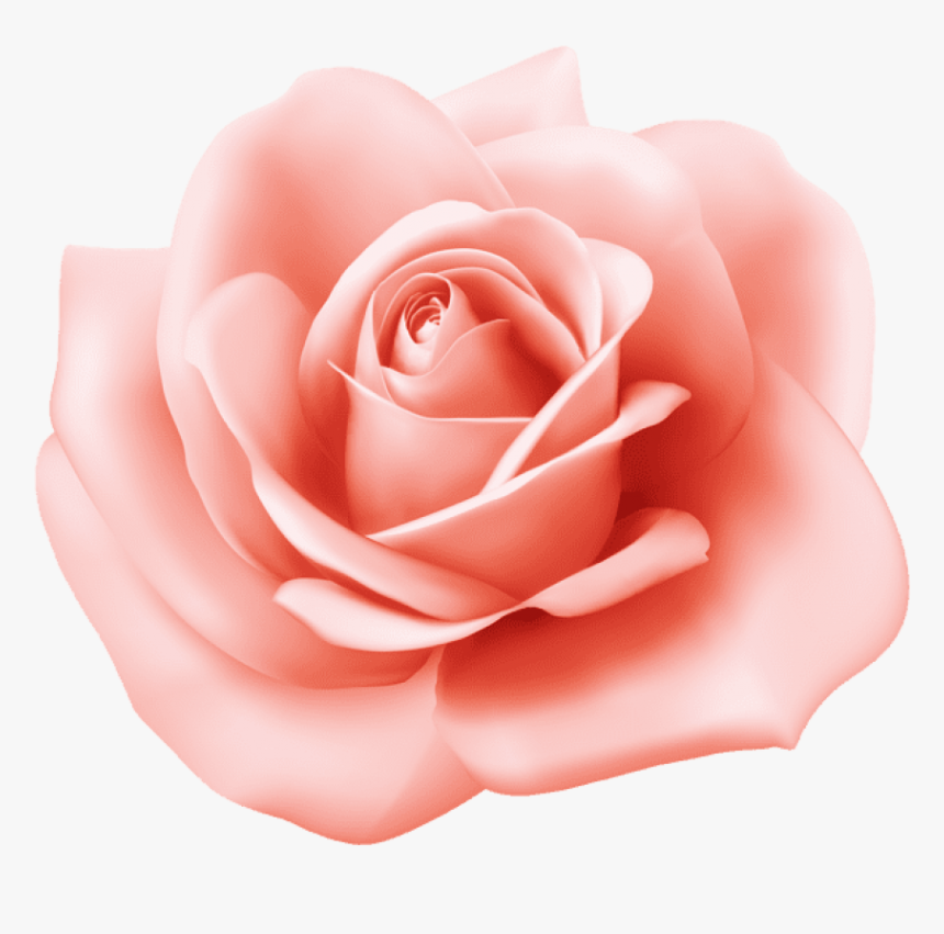 Pink Rose Clipart - Rose, HD Png Download