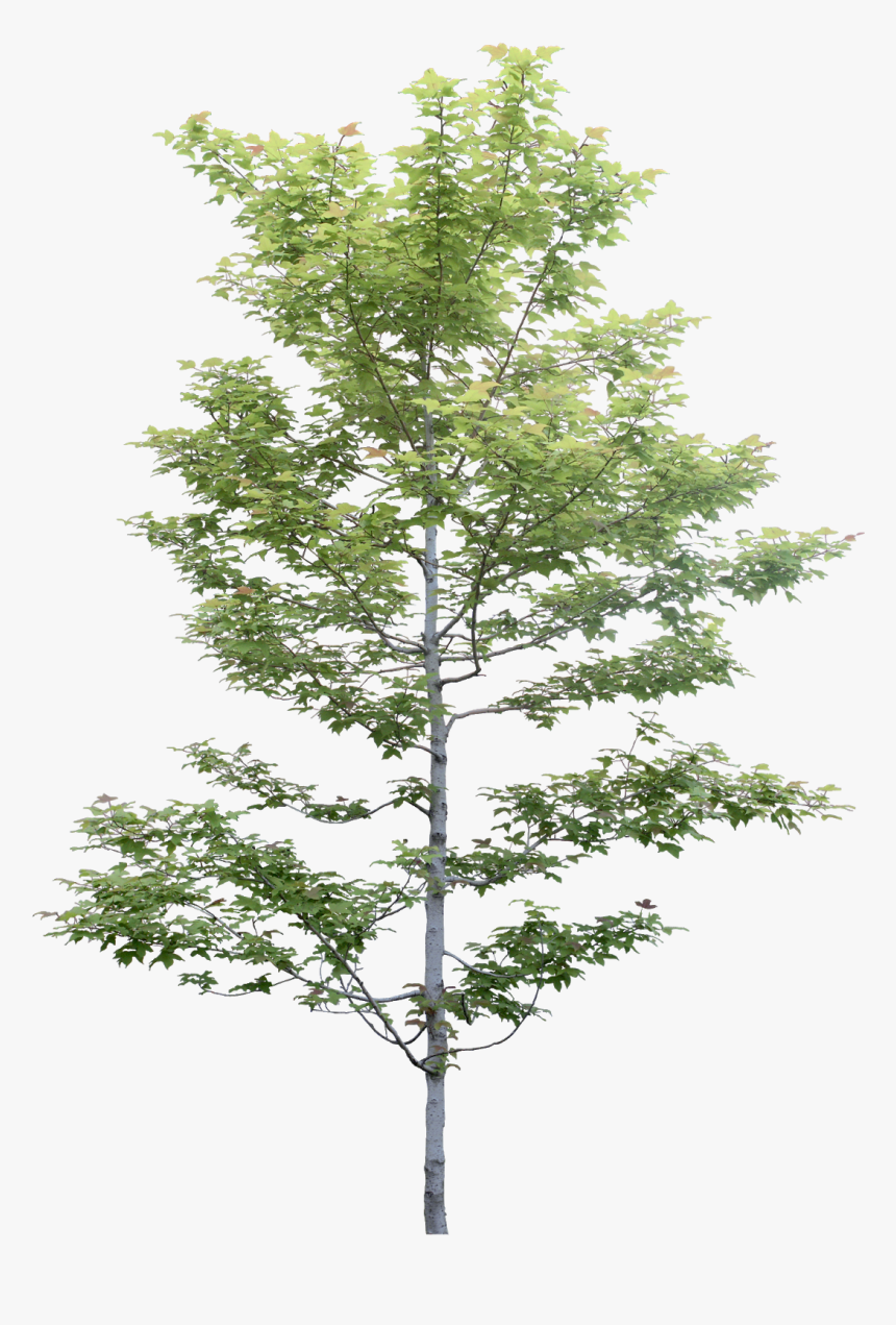 Cây Photoshop, HD Png Download