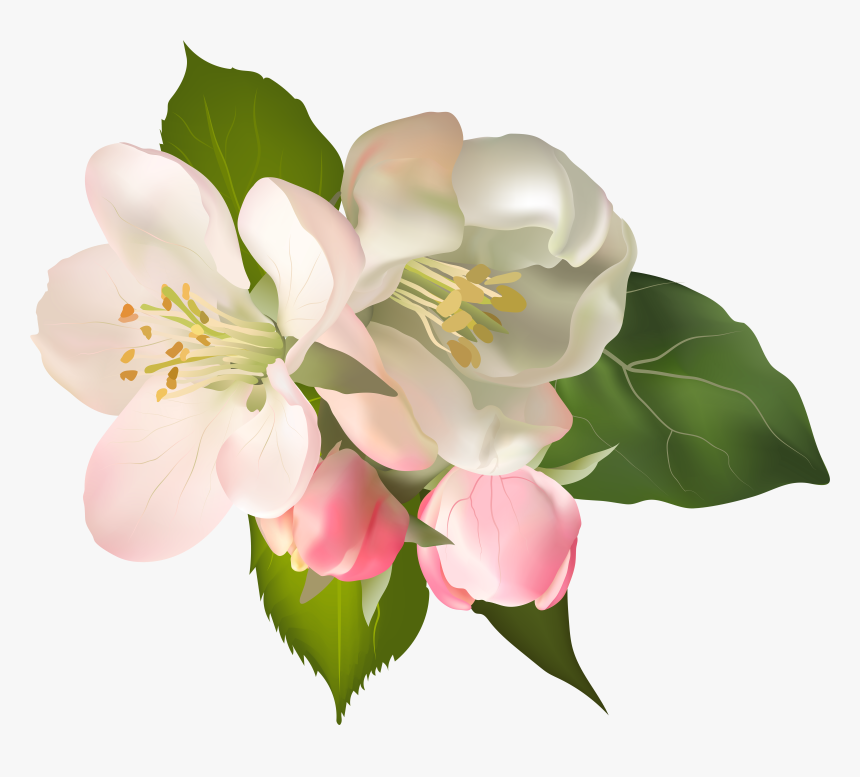 Pear Blossom Flower Clipart Graphic Freeuse Stock Floral, HD Png Download