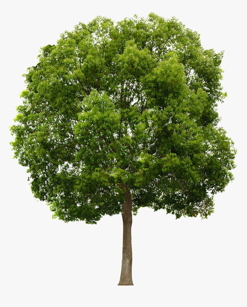 Free Png Trees, Transparent Png
