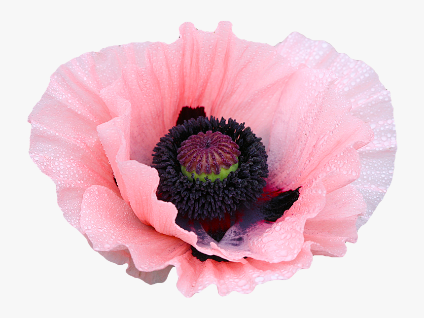 Rose Clipart Png Tumblr - Opium Flowers Transparent, Png Download