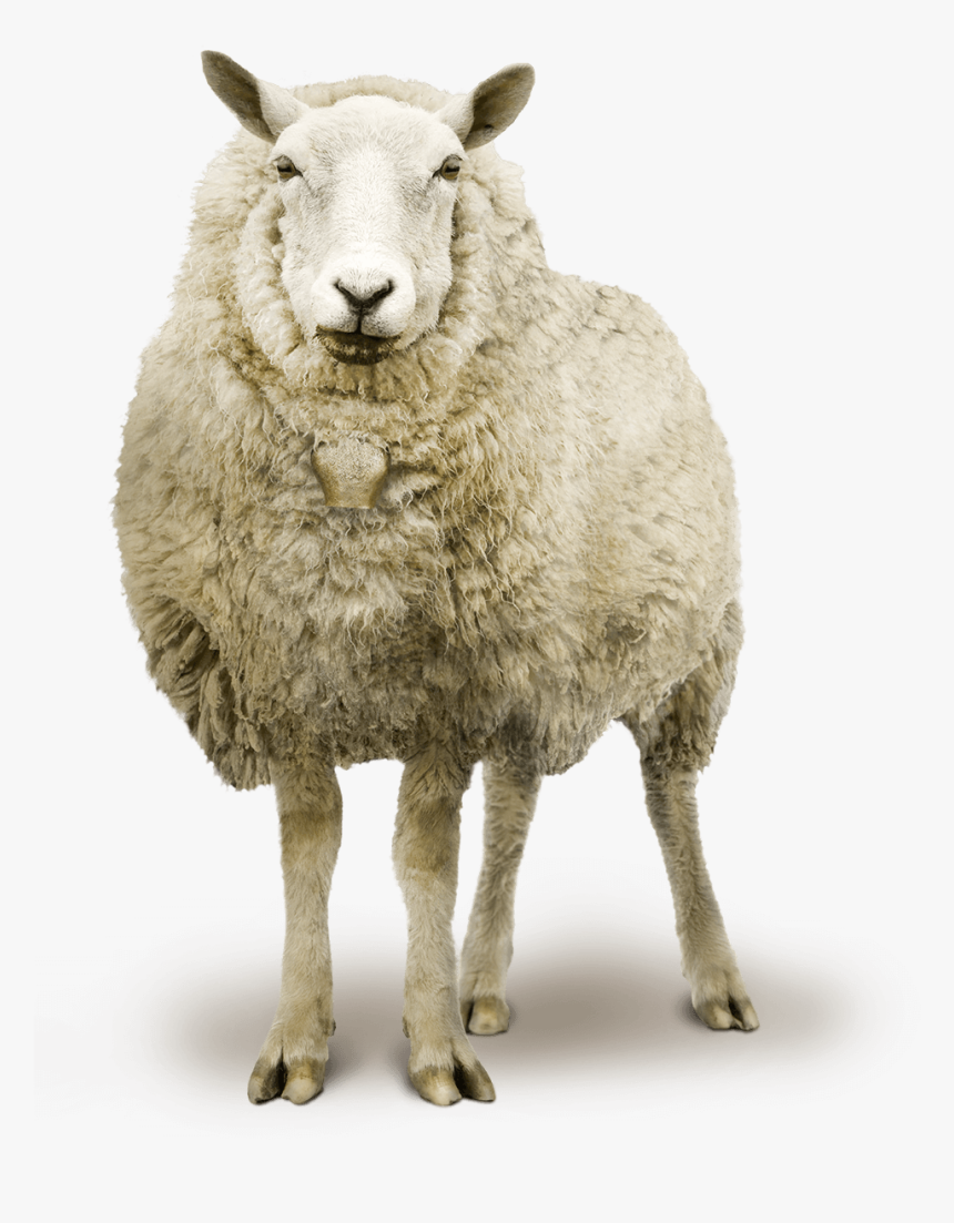 Sheep, HD Png Download