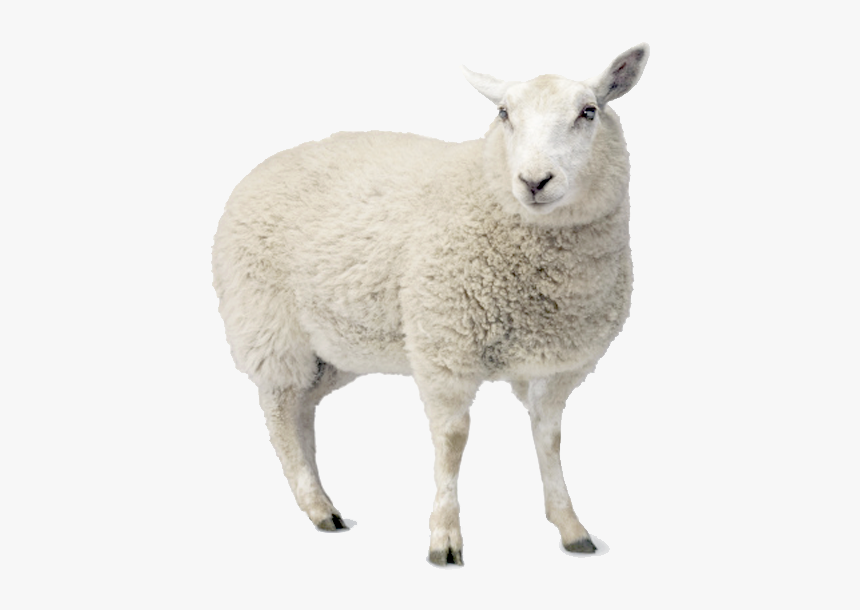 Cut Out Sheep, HD Png Download