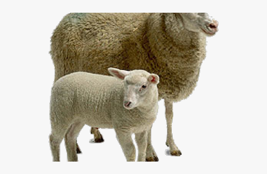 Sheep Png Transparent Images - Living Things And Their Young, Png Download