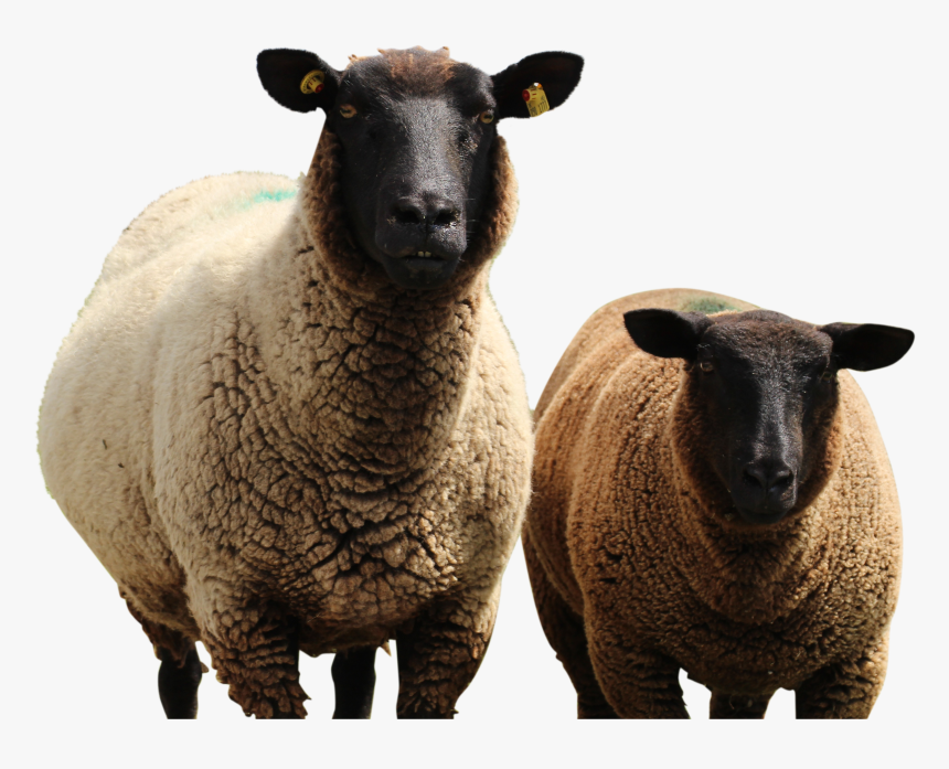 Sheep, HD Png Download