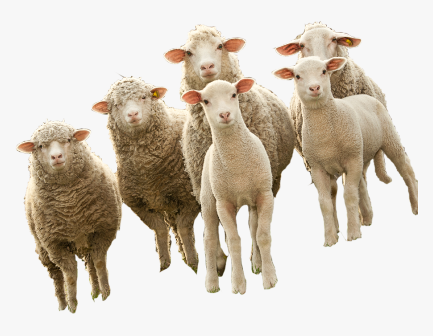 Sheep, HD Png Download