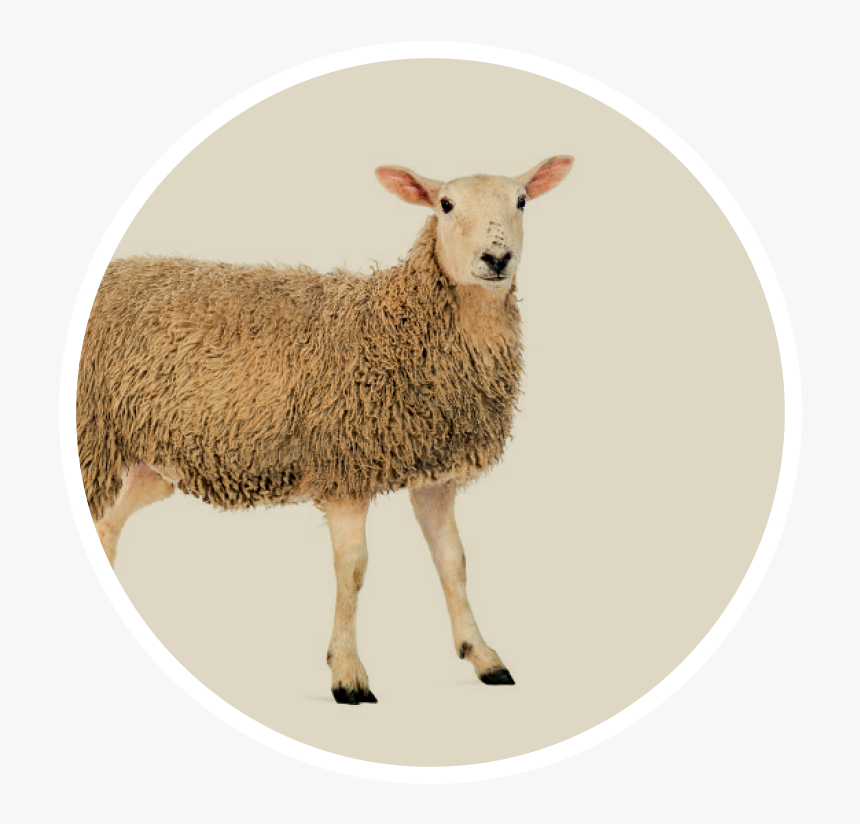 Dolly The Sheep Transparent, HD Png Download