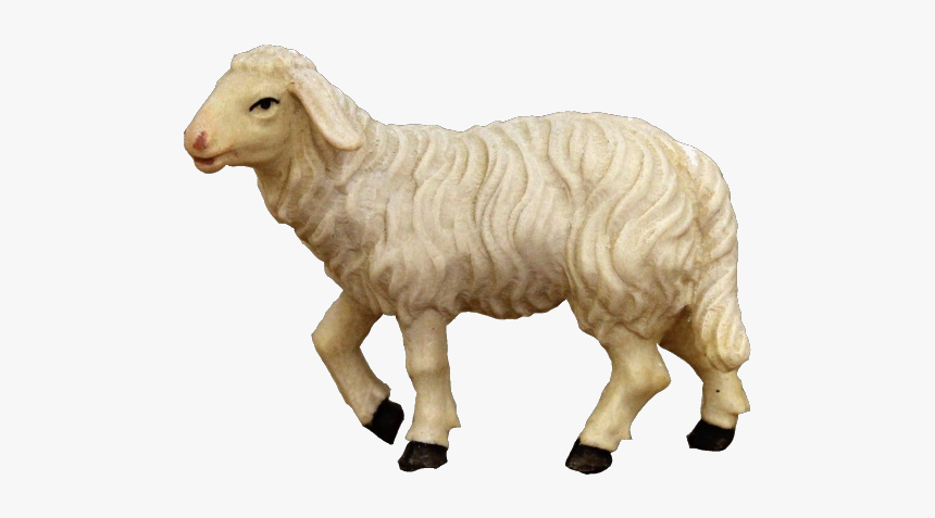 Sheep, HD Png Download
