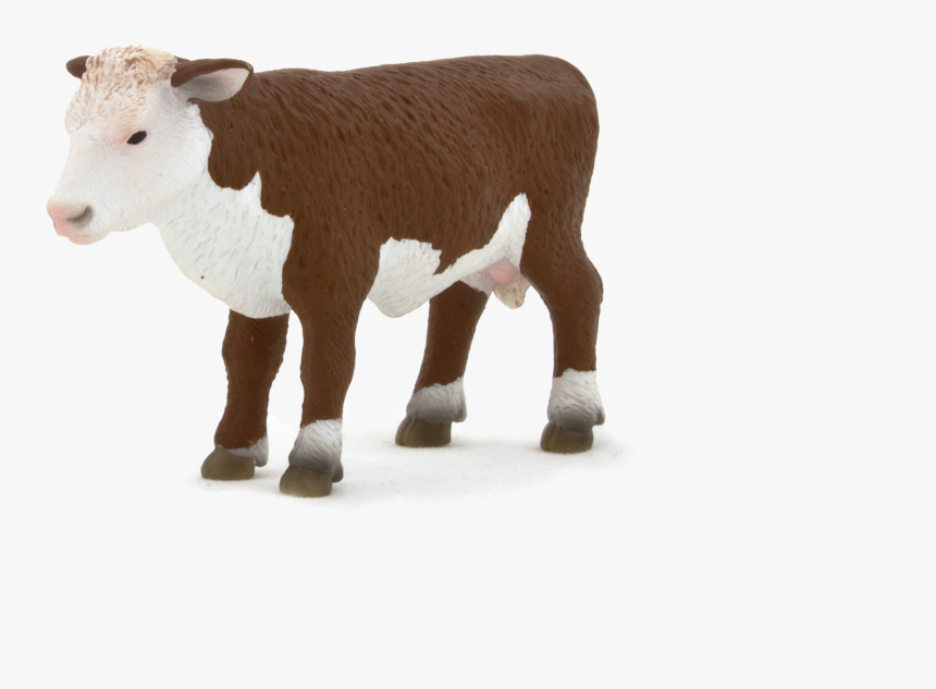 Hereford Cattle Calf Sheep Herefordshire Artikel - Hereford Cattle, HD Png Download