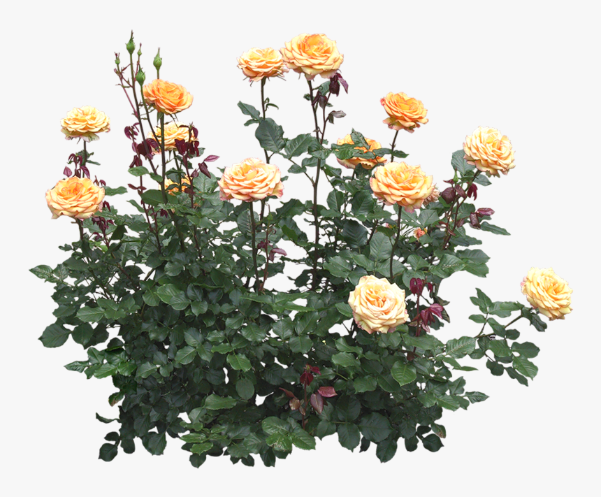 Rosier Png, Transparent Png