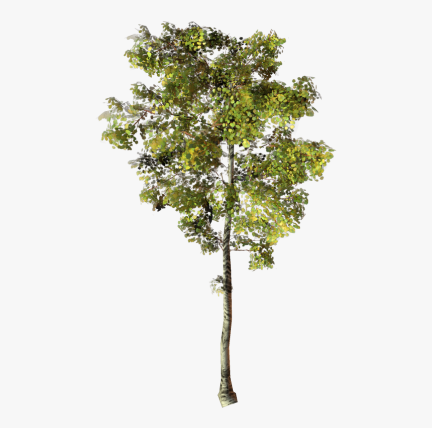Thumb Image - Arbre Photoshop Png, Transparent Png
