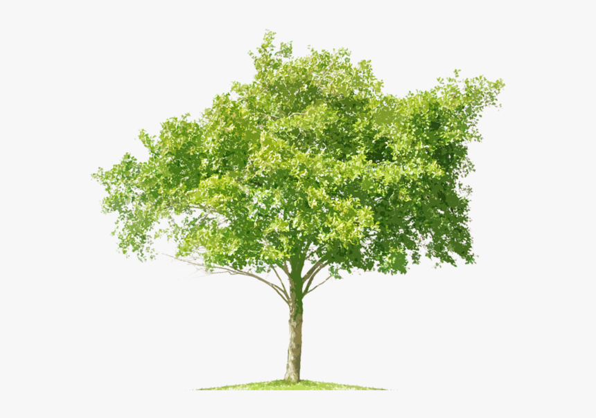 Thumb Image - Mangifera Indica Png, Transparent Png