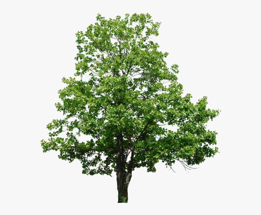 Тополь Пнг, HD Png Download