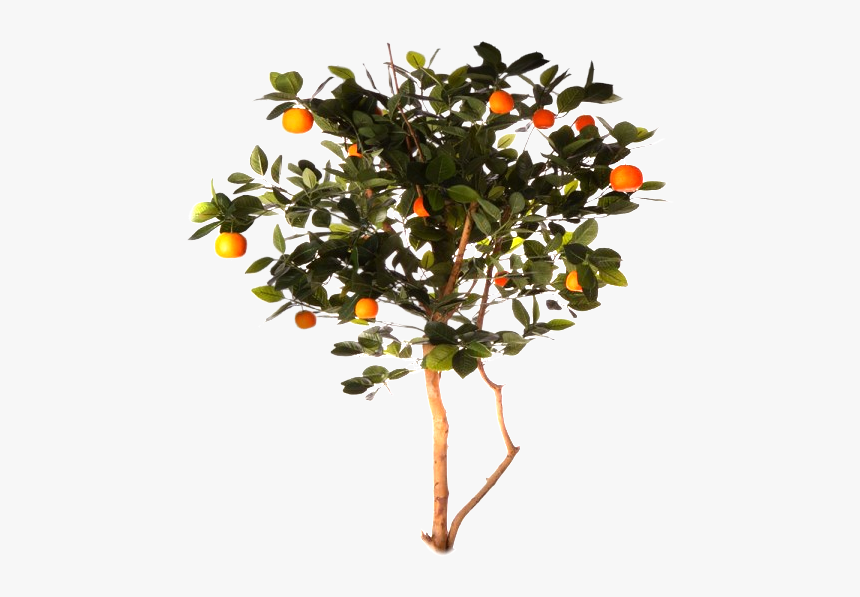 178 - Arbre D Orange Png, Transparent Png