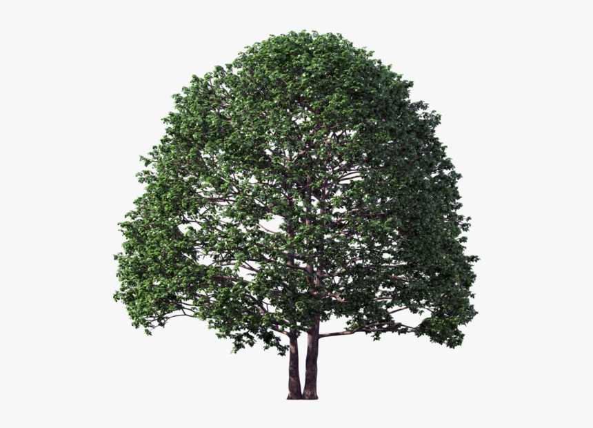 Non Flowering Plants Pine Tree, HD Png Download