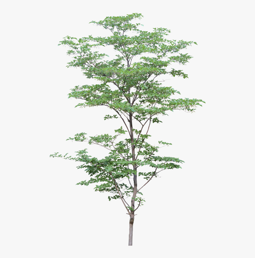 Png Watercolor Trees - Arbre Architecture Render, Transparent Png