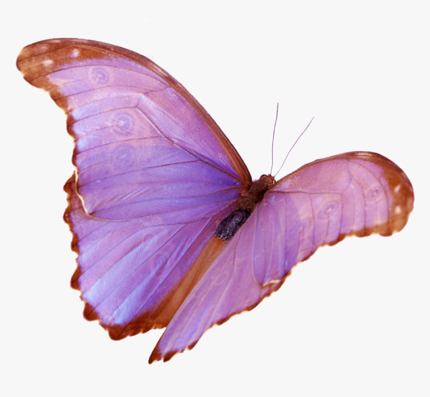 Wings , Png Download - Lycaenid, Transparent Png