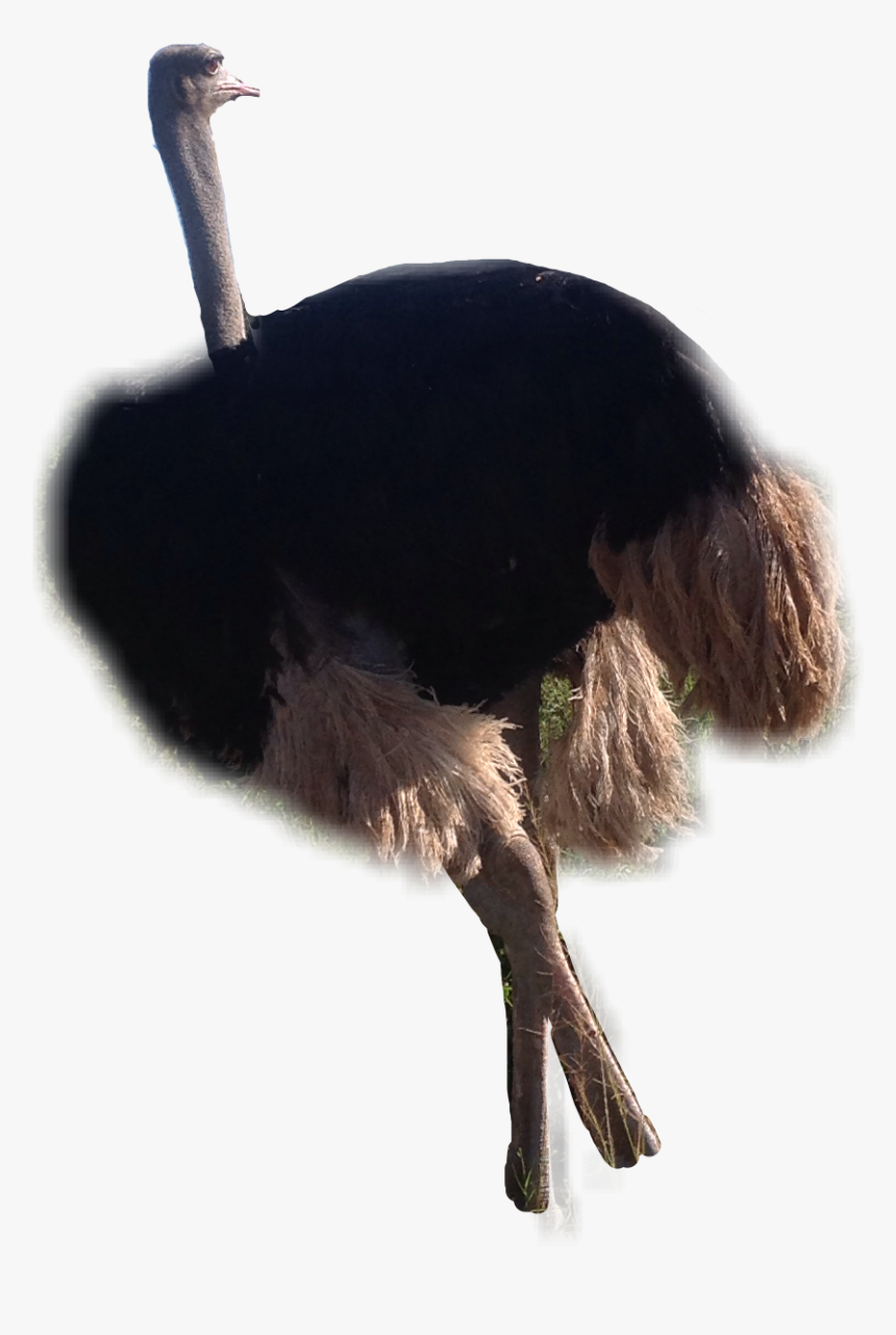 #ostrich #saanimals #savanahart #veld #2k17 #freetoedit - Ostrich, HD Png Download