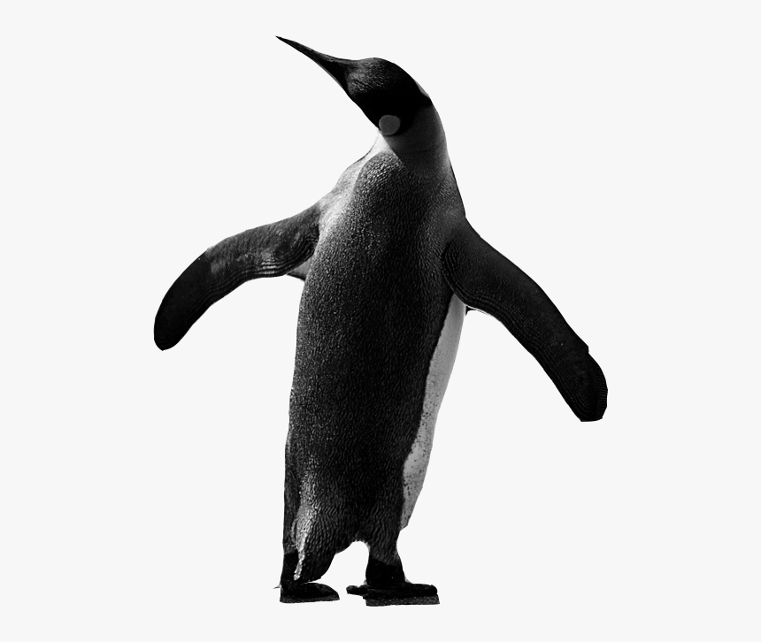 Penguen - Penguins, HD Png Download