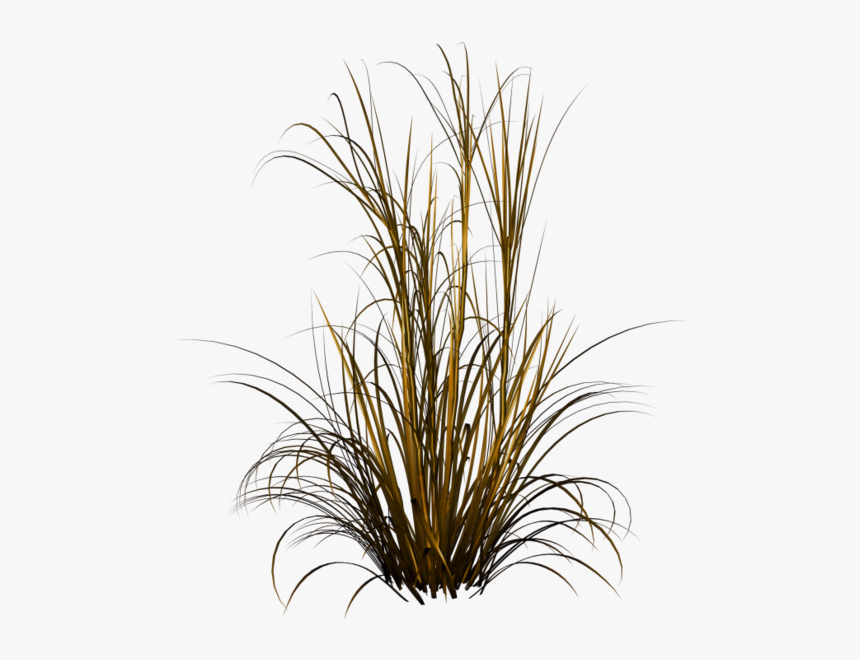 Grass Plant Transparent Background, HD Png Download