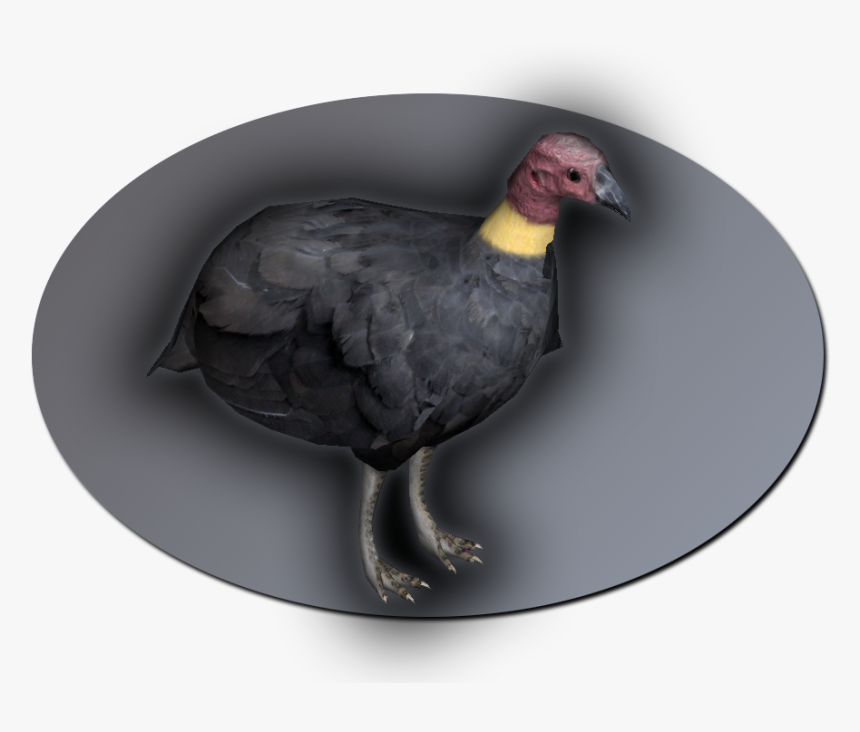 Turkey, HD Png Download