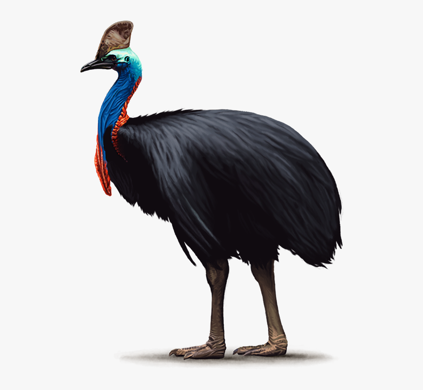 Cassowary Transparent Background, HD Png Download