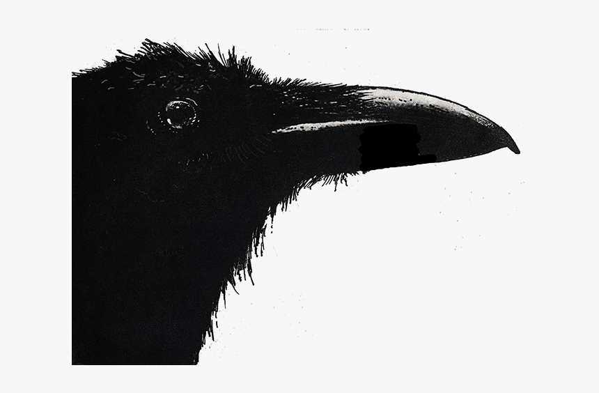 Flightless Bird, HD Png Download