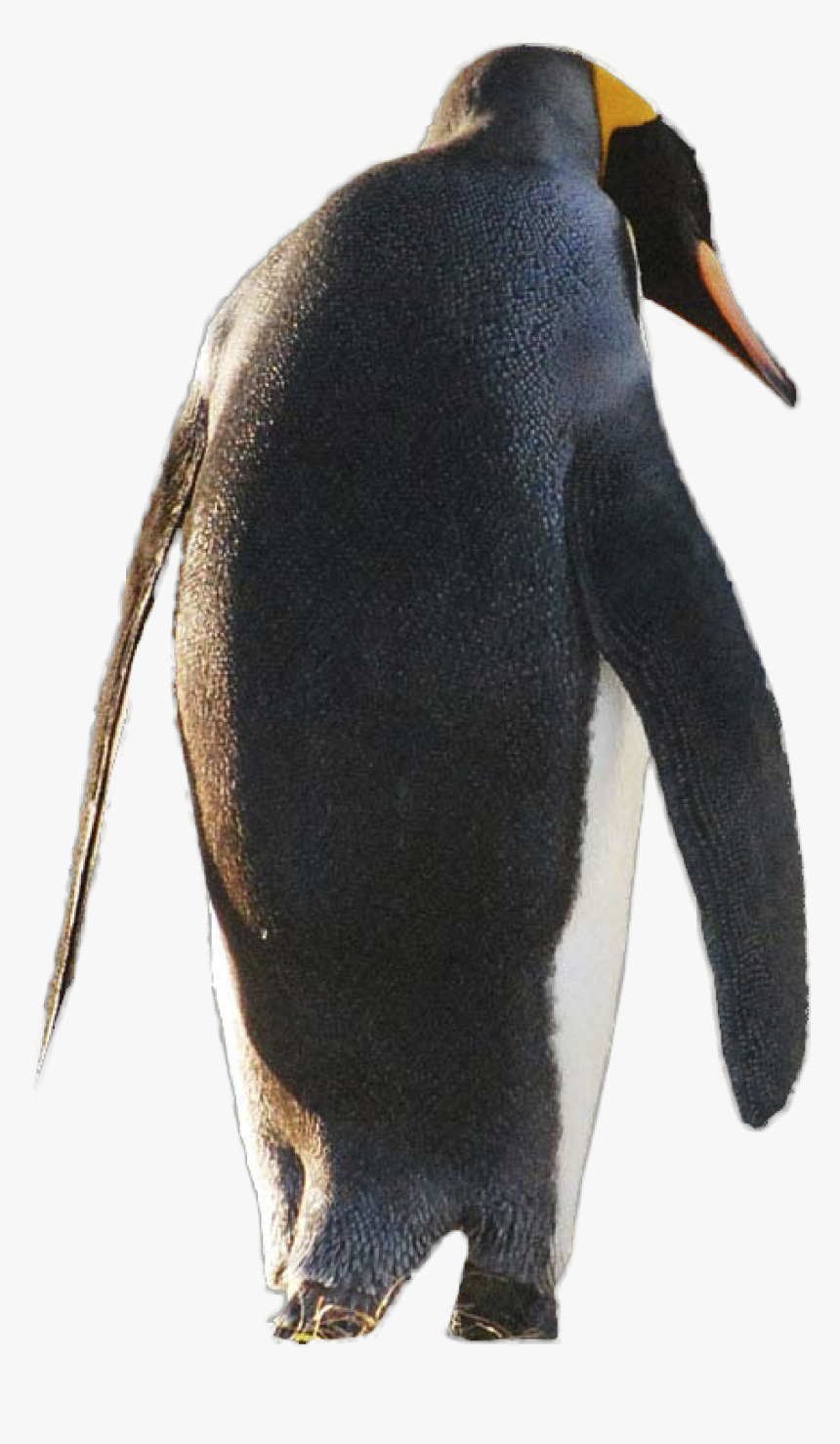 Gentoo Penguin, HD Png Download