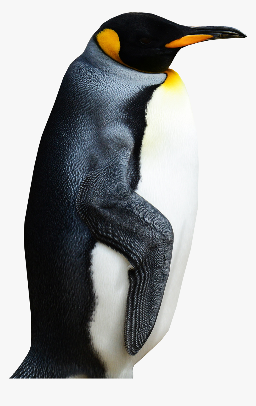 Penguin, HD Png Download