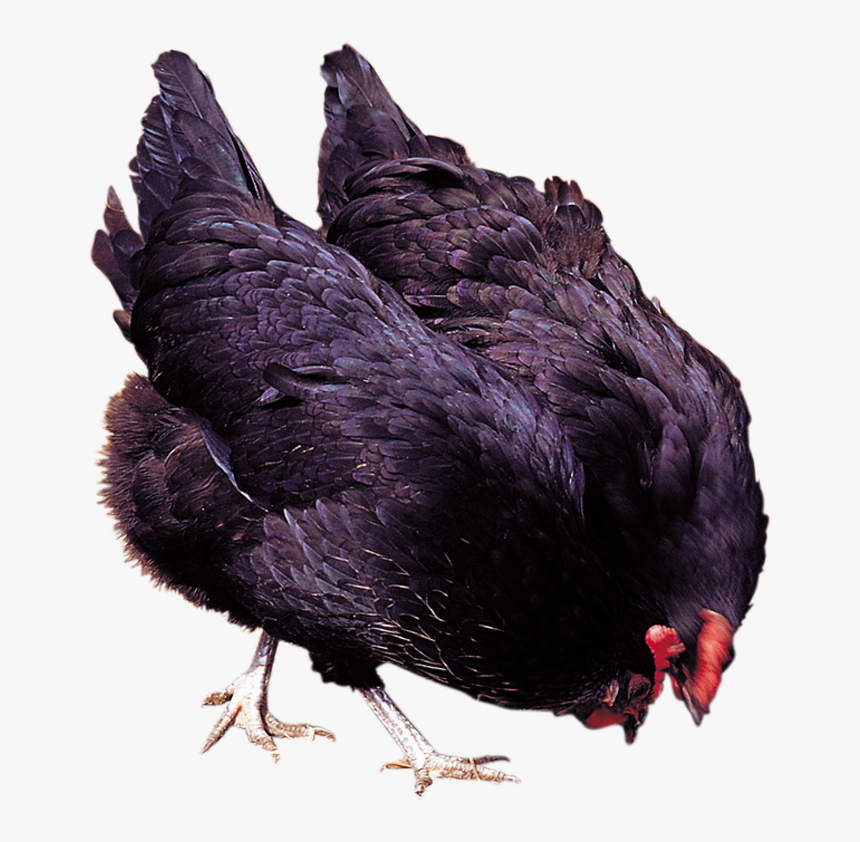Chicken, HD Png Download