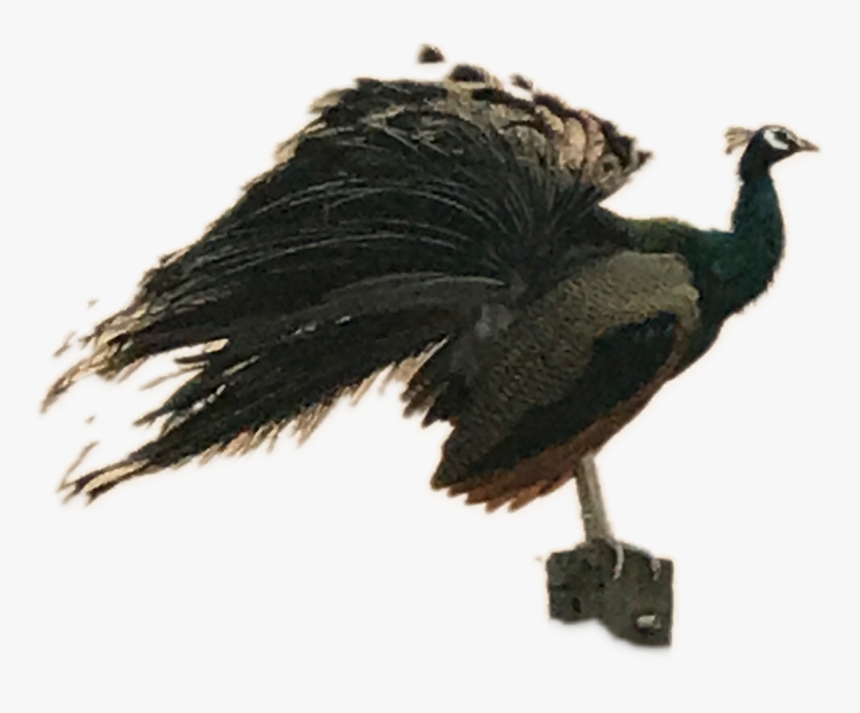 1485445550008 - Flightless Bird, HD Png Download