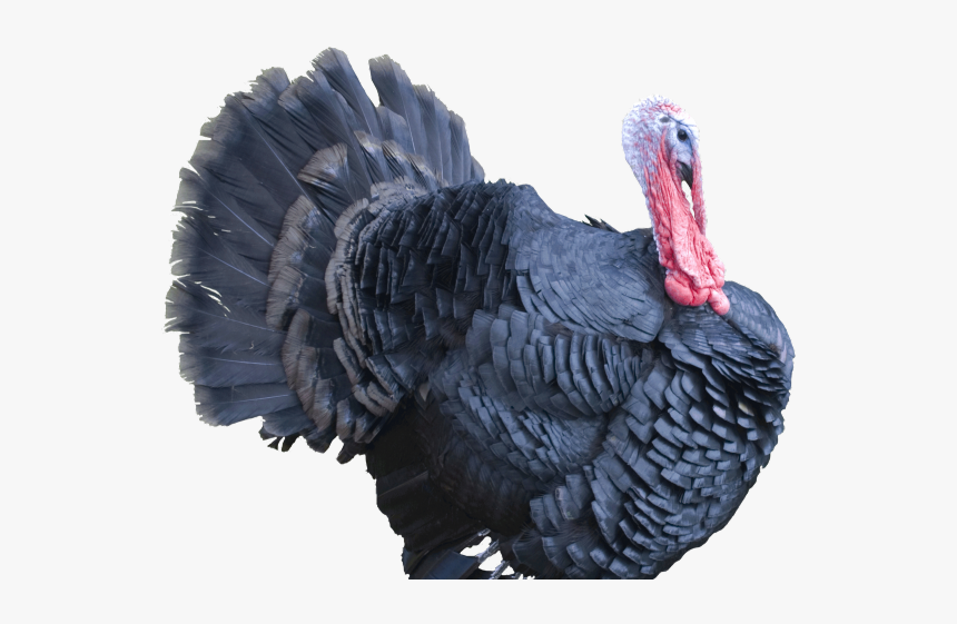Turkeys Png, Transparent Png