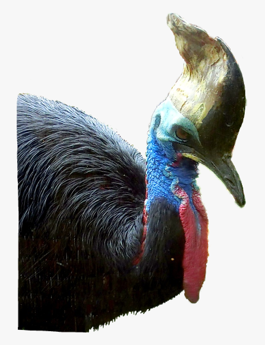 Turkey, HD Png Download