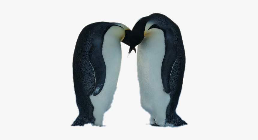 Emperor Penguin Bowing, HD Png Download