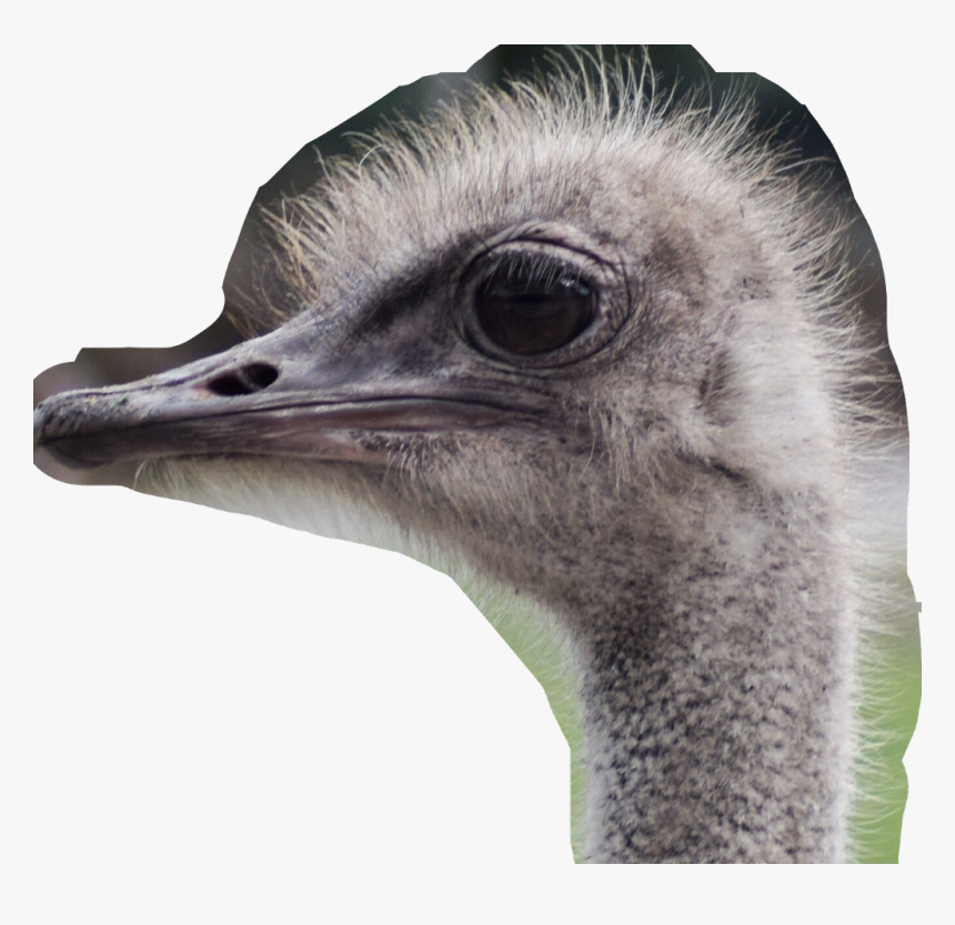 Ostrich, HD Png Download