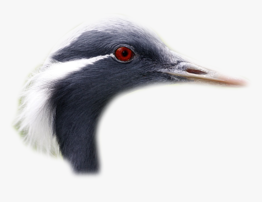 Mes Tubes - Loon, HD Png Download