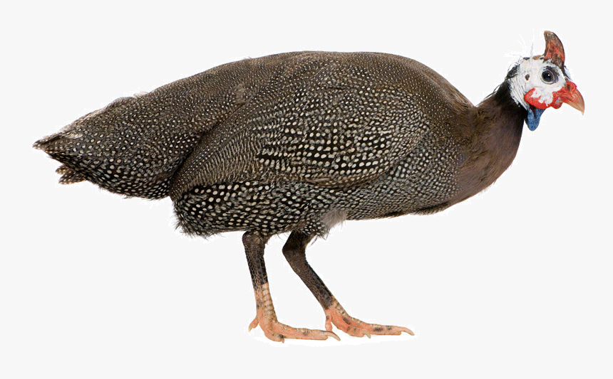 Diagram Of Gunea Fowl, HD Png Download