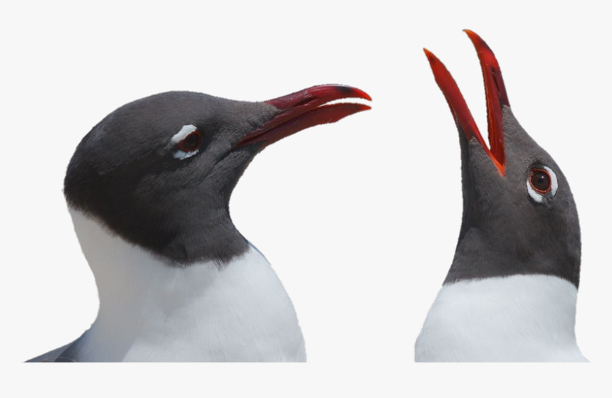 Чайки Freetoedit Scseagull Seagull - Gentoo Penguin, HD Png Download