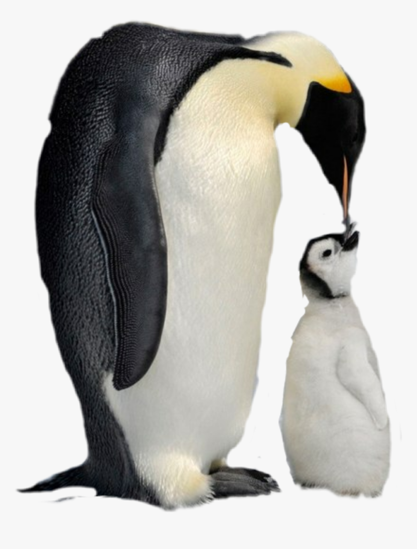 #penguins - Emperor Penguin, HD Png Download