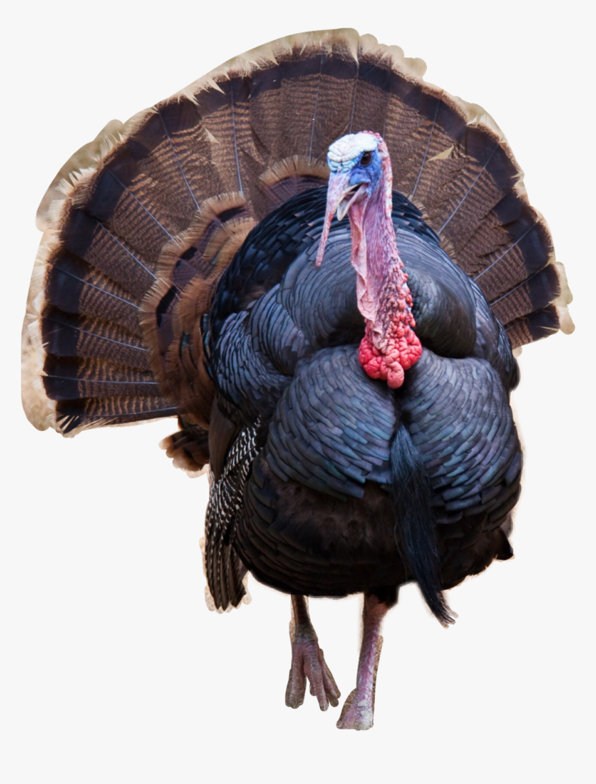 Thanksgiving Donald Trump Turkey, HD Png Download