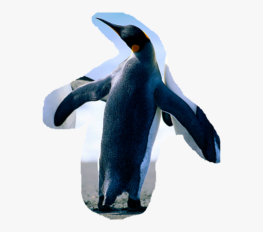 Penguins, HD Png Download