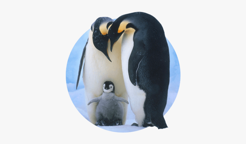 Baby Penguins Screen Saver, HD Png Download